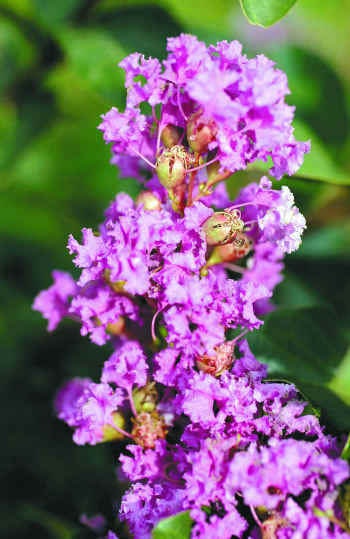 35 LILAC Light Purple CREPE MYRTLE Lagerstroemia Indica Flowering Shrub Bush Small Tree Seeds